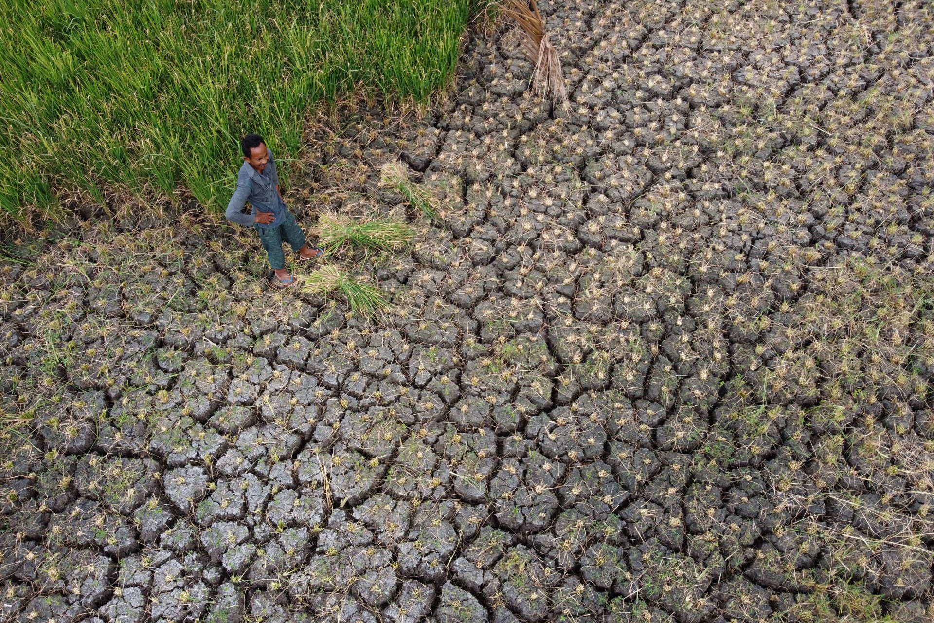 Lampeunurut (Indonesia), 29/07/2024.- A local farmer forcibly harvests rice due to a long drought, in Lampeunurut, Aceh, Indonesia, 29 July 2024. Acehnese farmers are suffering heavy losses due to prolonged drought due to extreme weather conditions and unpredictable weather changes. The Meteorology, Climatology and Geophysics Agency (BMKG) stated that the peak of the dry season in most parts of Indonesia occurs in the months of July and August. (sequía) EFE/EPA/HOTLI SIMANJUNTAK