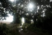 Dunte (Latvia), 06/08/2024.- The sun shines through trees during rain in Dunte, Latvia, 06 August 2024. A variable amount of clouds, both sun and rain are expected in the first half of this week, forecasters predic. (Letonia) EFE/EPA/VALDA KALNINA