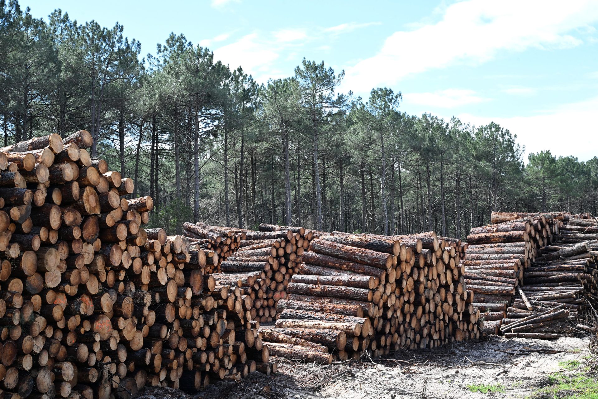Cazaux (France), 18/03/2023.- Twigs and trunks of trees collected to be treated in a sawmill during the cleaning of the ground and the trees of the forest of La Teste in order to avoid new forest fires this summer, in the south-west of France, 18 March 2023. The Gironde department southwest France is taking precautionary measures and boosting surveillance equipment to avoid forest fires this summer after huge fires last year destroyed thousands of hectares and forced the evacuation of thousands of people. (Incendio, Francia, Estados Unidos) EFE/EPA/CAROLINE BLUMBERG