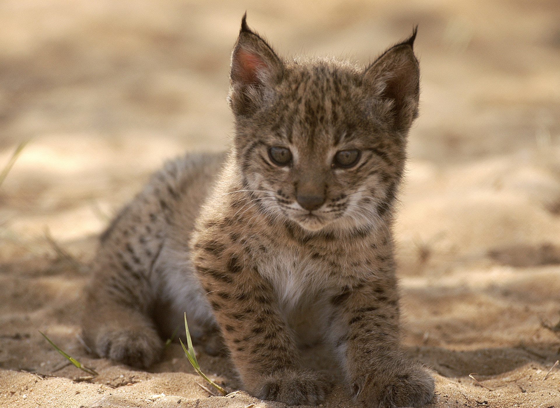 Parque de Doñana (Huelva), 24/05/05.- Fotografia proporcionada por el Ministerio de Medio Ambiente de la lince "Saliega" y sus dos cachorros , Brezo y Brisa, los primeros que nacieron en cautividad, el pasado 29 de marzo. La ministra de Medio Ambiente, Cristina Narbona, visitó hoy el Centro de Cría en Cautividad del Lince Ibérico del Parque Nacional de Doñana, donde acudió junto a la consejera andaluza, Fuensanta Coves, a la puesta en funcionamiento de una pantalla en la que los visitantes podrán ver en tiempo real imágenes de Saliega, y sus dos cachorros. EFE