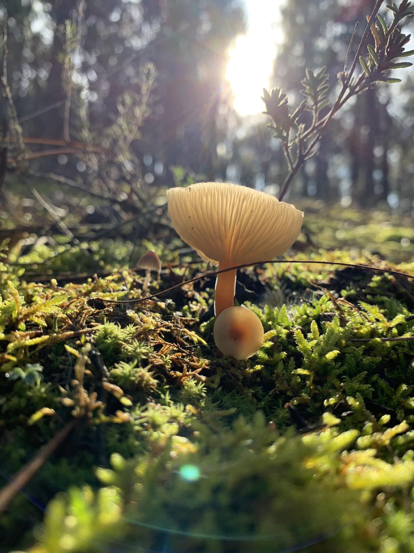 Luz de otoño. Por (*) Leandro Martín. NaturaMil