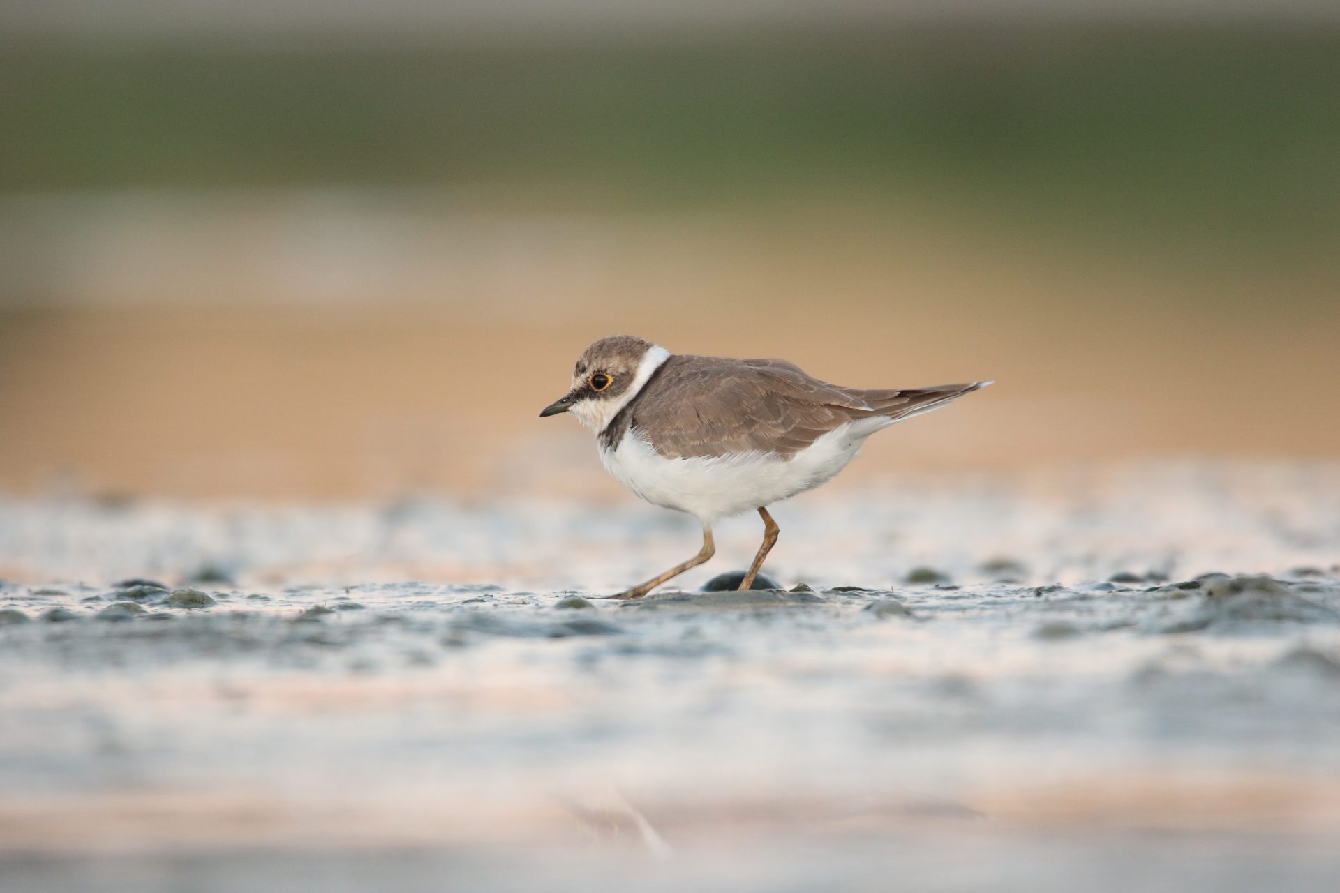 PERALVILLO (CIUDAD REAL), 12/09/2022.- La Confederación Hidrográfica del Guadiana (CHG) ha publicado el censo de la población estival e invernal de aves acuáticas de los embalses de la cuenca, que revela que en el embalse de El Vicario, en la provincia de Ciudad Real, se pueden observar unas 33 especies de aves diferentes. En la foto un ejemplar de chorlitejo chico fotografiado hace unos días en el embalse de El Vicario. EFE/ Beldad