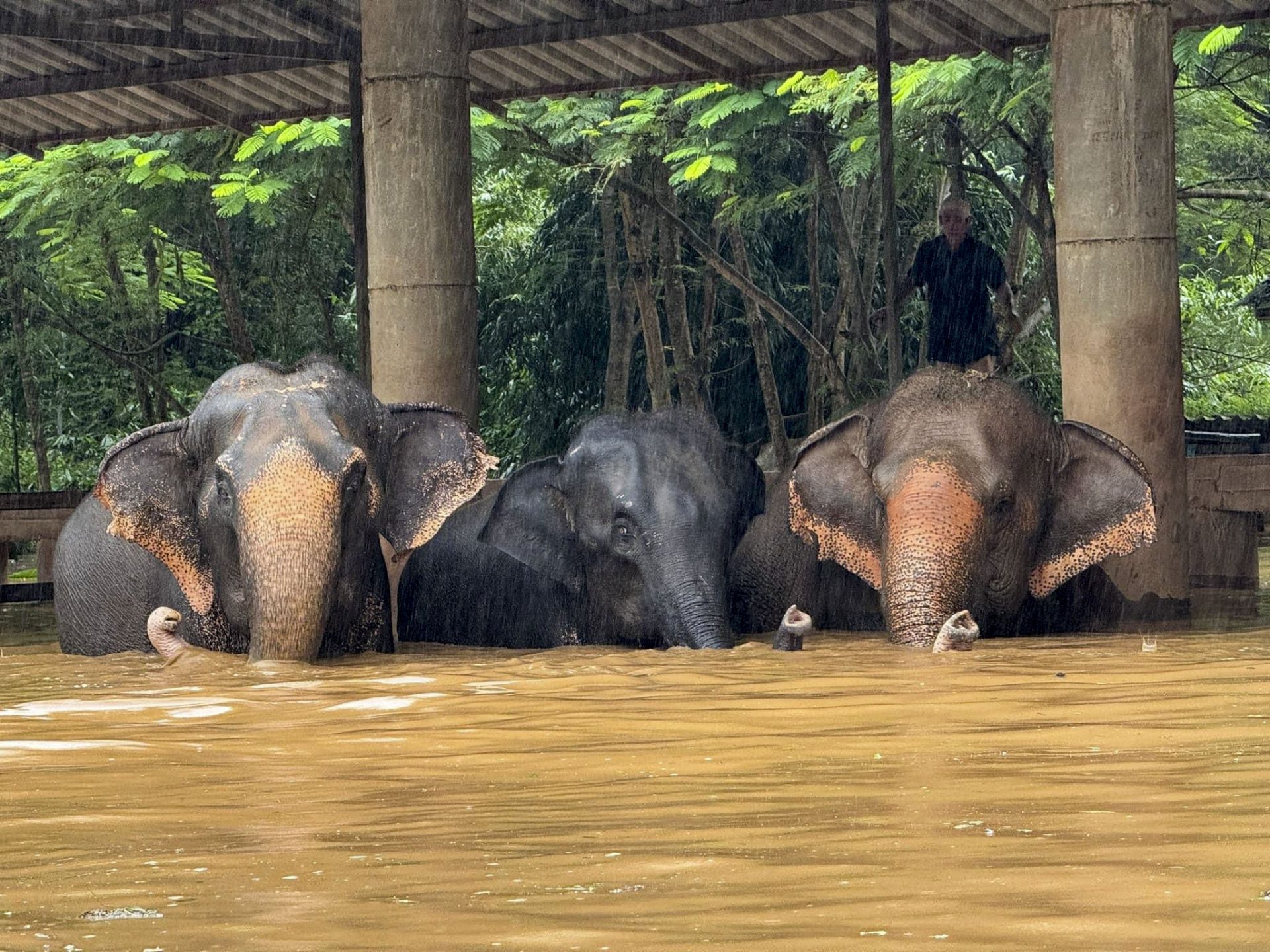BANGKOK, 04/10/2024.- Unos 125 elefantes, así como cientos de otros animales incluidos perros, gatos y búfalos, han sido afectados por las inundaciones después de que las aguas anegaran el centro donde están acogidos en el norte de Tailandia, indicaron este viernes fuentes del santuario. EFE/ Elephant Nature Park/SOLO USO EDITORIAL/SOLO DISPONIBLE PARA ILUSTRAR LA NOTICIA QUE ACOMPAÑA (CRÉDITO OBLIGATORIO)
