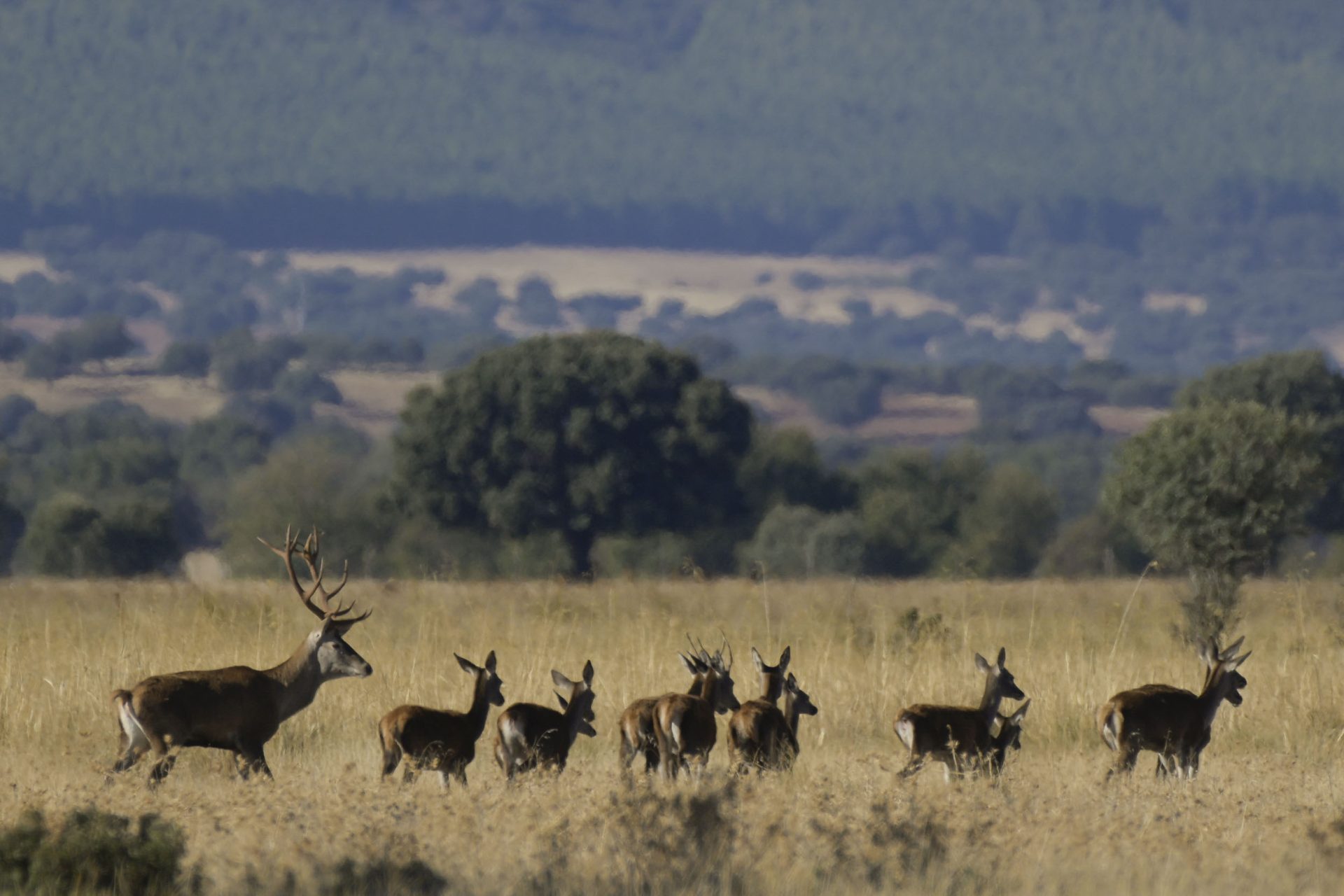 GRAF9486. CABAÑEROS (CIUDAD REAL), 08/10/2022.- La berrea, el canto del bosque mediterráneo, transfigura por completo estos días el Parque Nacional de Cabañeros, un lugar único en el mundo donde disfrutar de un gran número de ciervos clamando con sus bramidos, coincidiendo con el ciclo biológico del apareamiento. EFE/Jesús Monroy