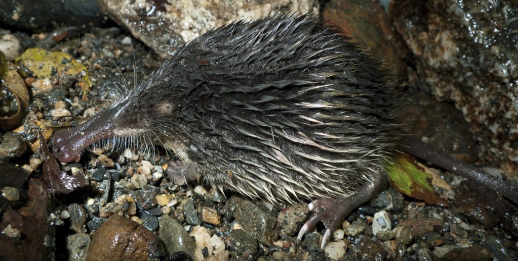 Ejemplar de desmán ibérico Imagen cedida por @Jorge Gonzalez-Esteban