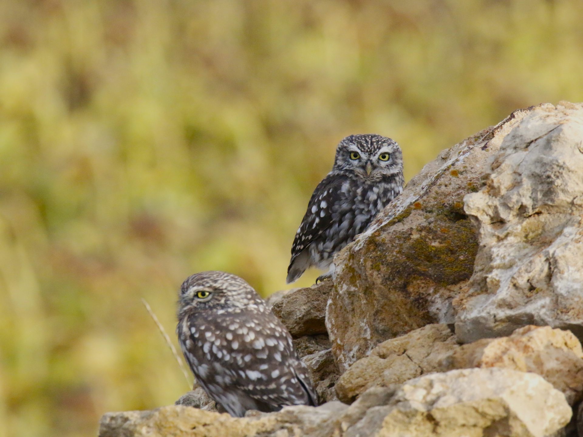 Fotografía ambiental: Mochuelo. Por (*) NaturaMilInstagram: @NaturaMilFacebook: Proyecto NaturaMil
