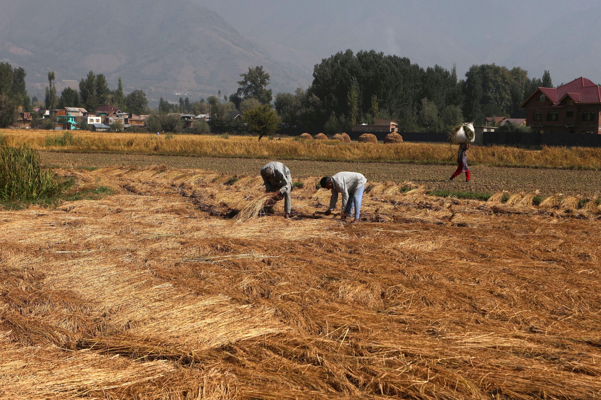 El suicidio de más de cien mil agricultores en la India en la última década, resultado de las deudas y la pérdida de sus cosechas, irrumpió en la agenda de la COP29 celebrada en Bakú / EFE/EPA/FAROOQ KHAN