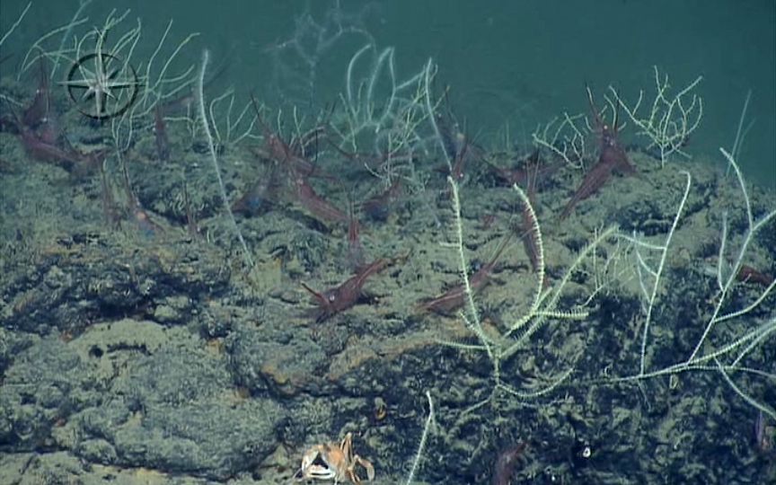 La RAC ha pedido una pausa de la explotación minera en los fondos marinos y aconseja iniciar un proceso de estudio sobre estos ecosistemas. Archivo EFE