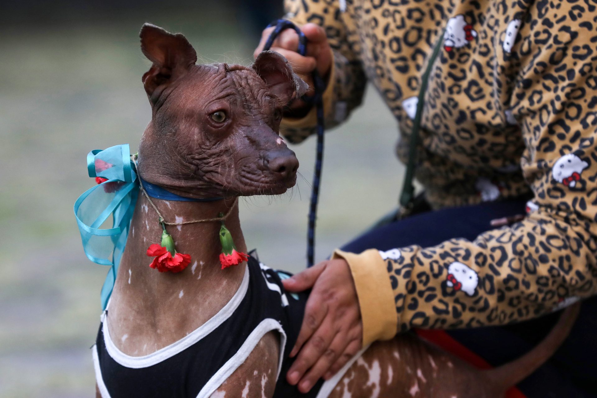 La Cámara de Diputados de México ha aprobado en lo general y en lo particular con una modificación, el dictamen que reforma y adiciona los artículos 3, 4 y 73 de la Constitución mexicana, en materia de protección y cuidado animal. Archivo. EFE/Sáshenka Gutiérrez