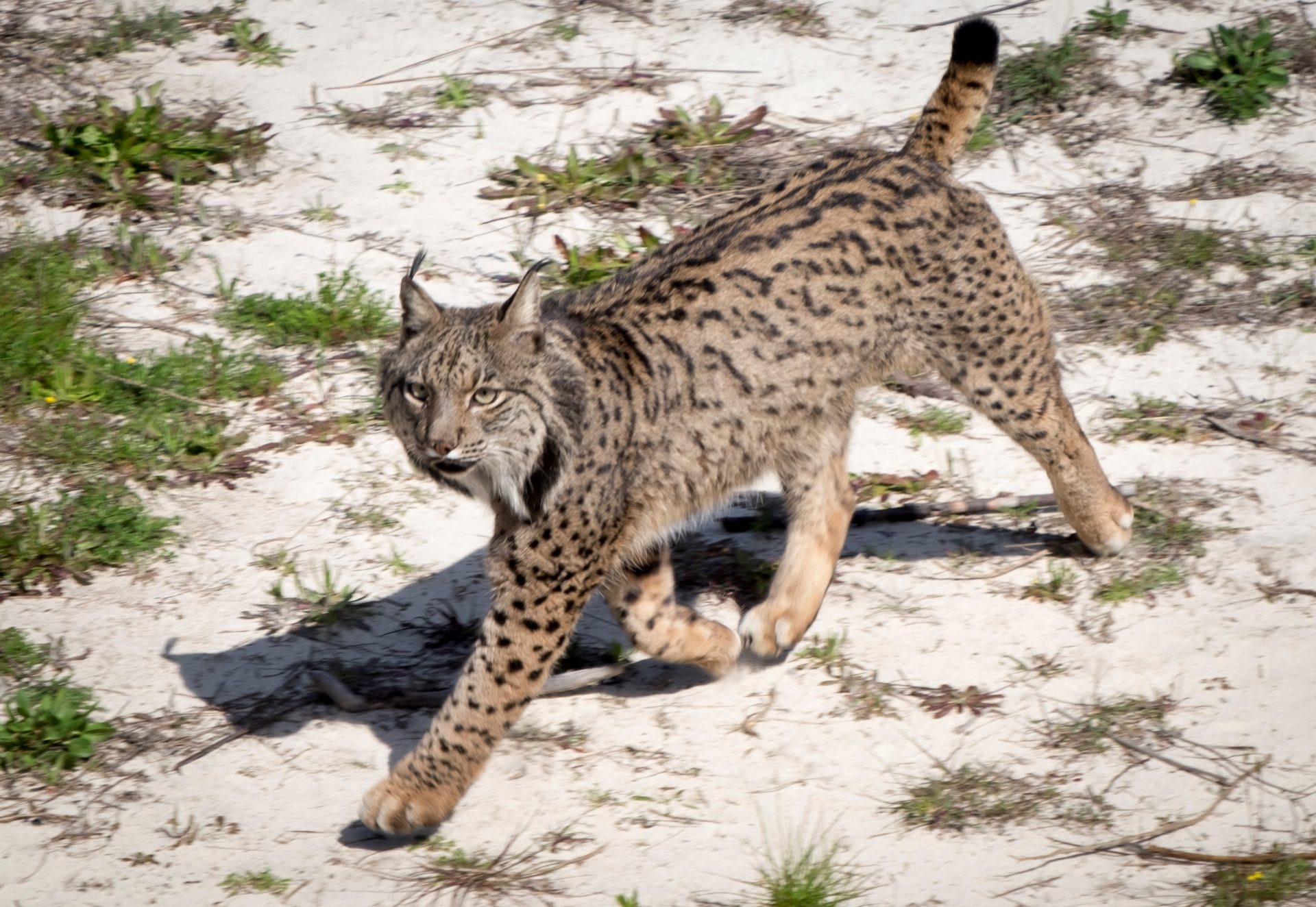 Dos ejemplares de lince ibérico han muerto atropellados en carreteras de la provincia de Sevilla. EFE/Julián Pérez