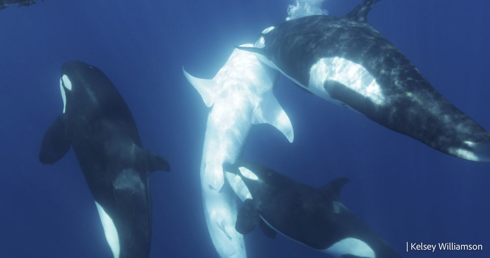 GOLFO DE CALIFORNIA (ESTADOS UNIDOS), 29/11/2024.- Una manada de orcas puede haber adquirido habilidades especiales para cazar al tiburón ballena, el pez más grande del mundo, según los eventos de depredación observados en el sur del golfo de California entre 2018 y 2024. EFE/Frontiers in Marine Science/Kelsey Williamson SÓLO USO EDITORIAL, PERMITIDO SU USO SÓLO EN RELACIÓN A LA INFORMACIÓN QUE APARECE EN EL PIE DE FOTO (CRÉDITO OBLIGATORIO)