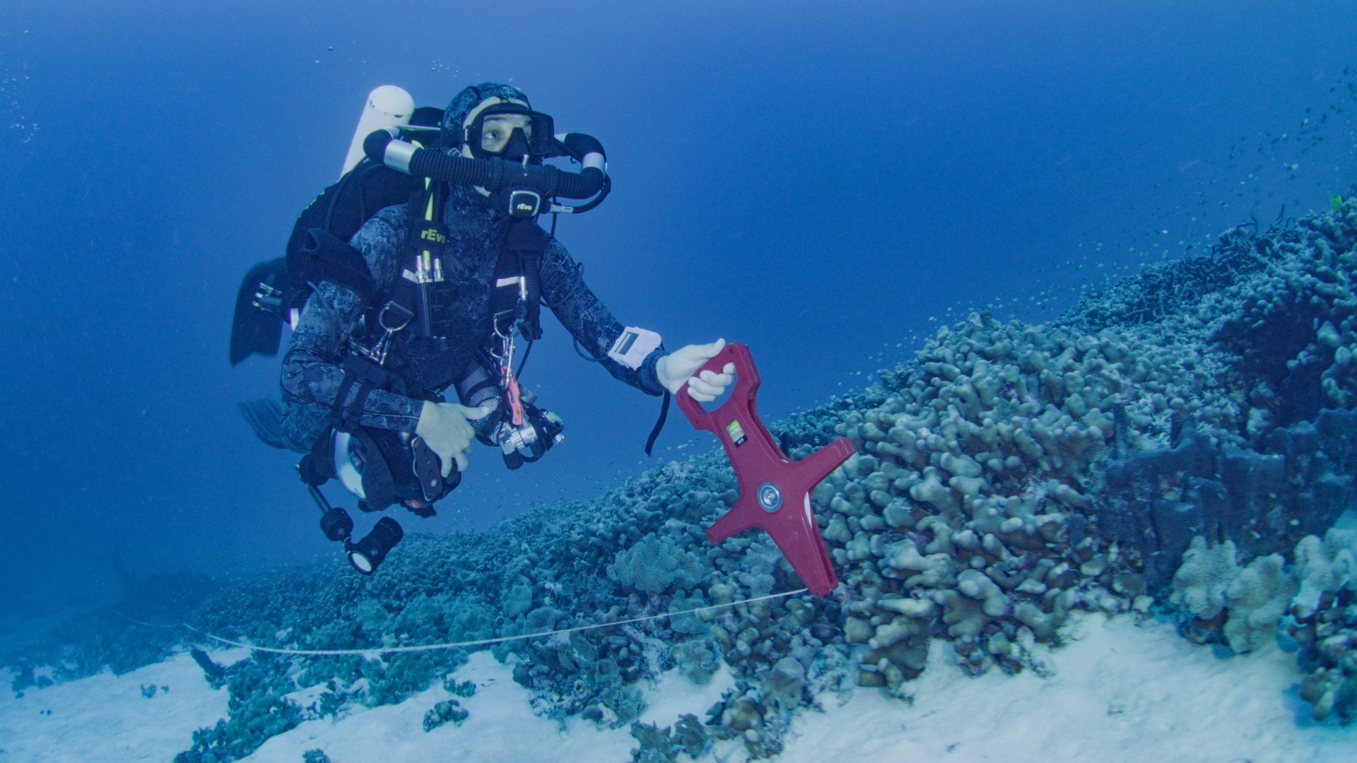 Fotografía de uno de sus buzos inspeccionando el coral más grande del mundo en las Islas Salomón. National Geographic / Pristine Seas