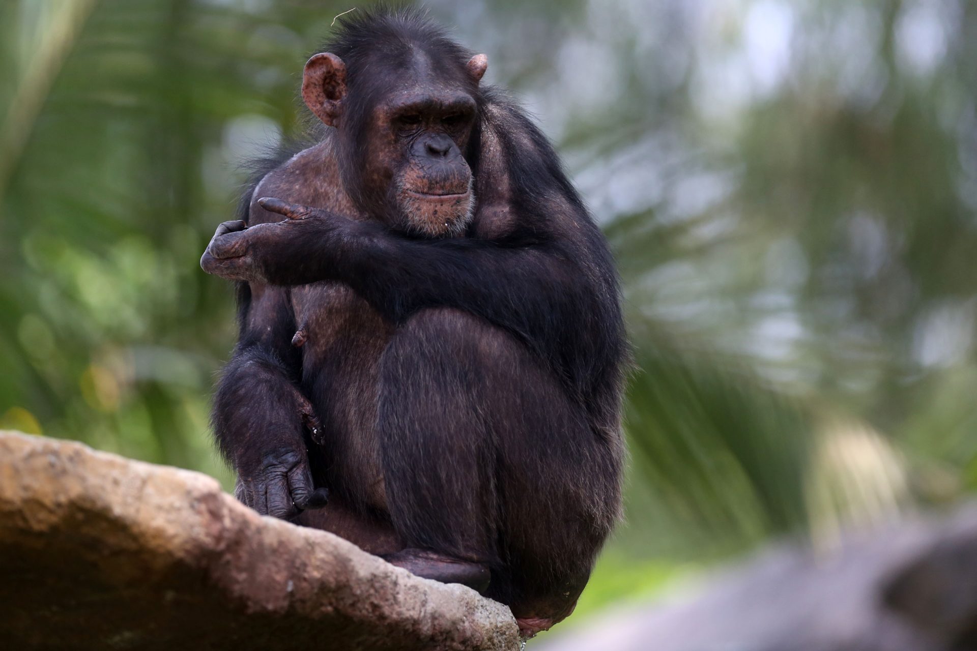 Más de 450 primates y grandes felinos han sido recuperados en el mayor centro de rescate de estas especies en el sur de Europa, AAP Primadomus de Villena (Alicante), que abrió sus puertas hace justo 15 años. EFE/Esteban Biba