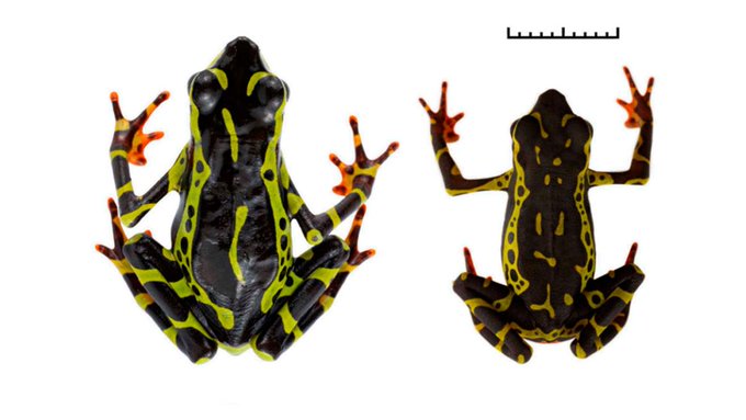 Sapo Arlequín, Atelopus colomai, hallado en Orellana y Pastaza.- FotoInabio https://www.primicias.ec/ciencia-tecnologia/nueva-especie-sapo-arlequin-atelopus-colomai-amazonia-ecuador-84104/cedida por Inabio (Ecuador) / uso editorial
