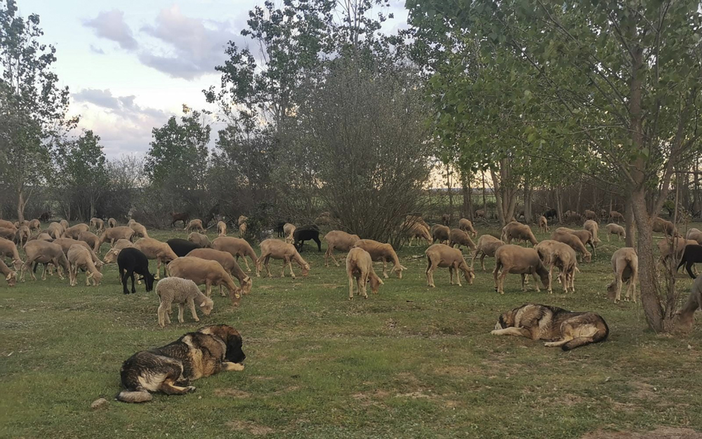 LEÓN, 08/12/2024.- Mastines custodian a un rebaño de ovejas en la montaña de León, donde se practica el conocimiento ecológico tradicional del pastoreo, único en el mundo. La distribución del lobo en el noroeste de España se estima en torno a 297 manadas y las condiciones de su coexistencia con la ganadera extensiva han sido abordadas en un trabajo de campo, cuyas conclusiones han sido expuestas a EFE por el principal investigador del estudio, Carlos Javier Durá, del Instituto de Estudios Sociales Avanzados (IESA-CSIC). EFE/ Abel Flórez SOLO USO EDITORIAL/SOLO DISPONIBLE PARA ILUSTRAR LA NOTICIA QUE ACOMPAÑA (CRÉDITO OBLIGATORIO)
