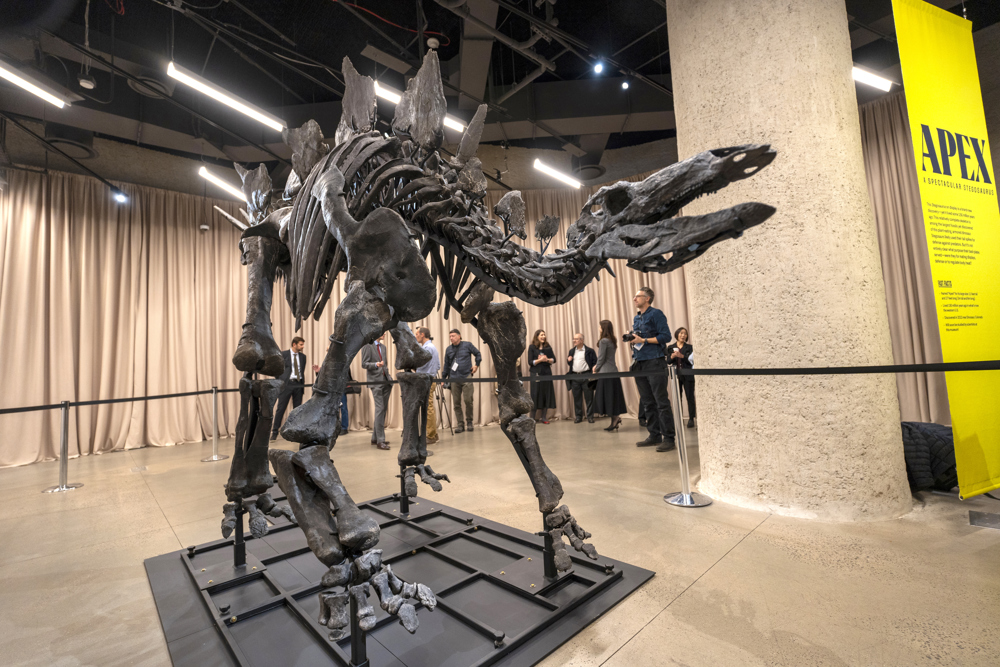 NUEVA YORK (NY, EEUU), 05/12/2024.- Fotografía del Apex, un fósil de dinosaurio de 150 millones de años, 3,5 metros de alto y 8,2 metros de largo, exhibido este jueves en el Museo Americano de Historia Natural (AMNH) en Nueva York (EE.UU.). El Museo Americano de Historia Natural (AMNH) de Nueva York presentó este jueves su nuevo "espécimen", un estegosaurio que fue el fósil de dinosaurio más caro jamás vendido en una subasta tras ser adquirido por el multimillonario Kenneth Griffin por 44,6 millones de dólares. EFE/Ángel Colmenares