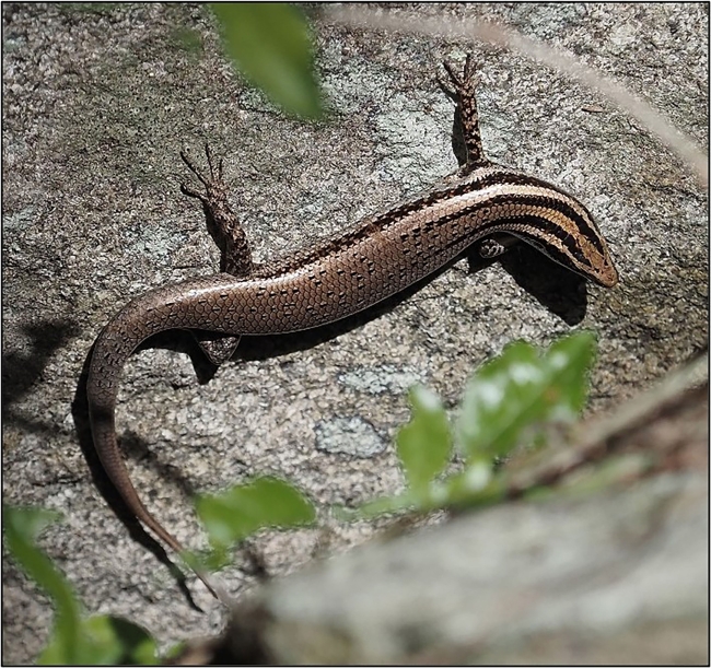 Culebra skink, Jan Paul Zegarra/USFWS, Public Domain, https://www.fws.gov/media/culebra-skink
