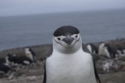 Pingüino de Isla Decepción