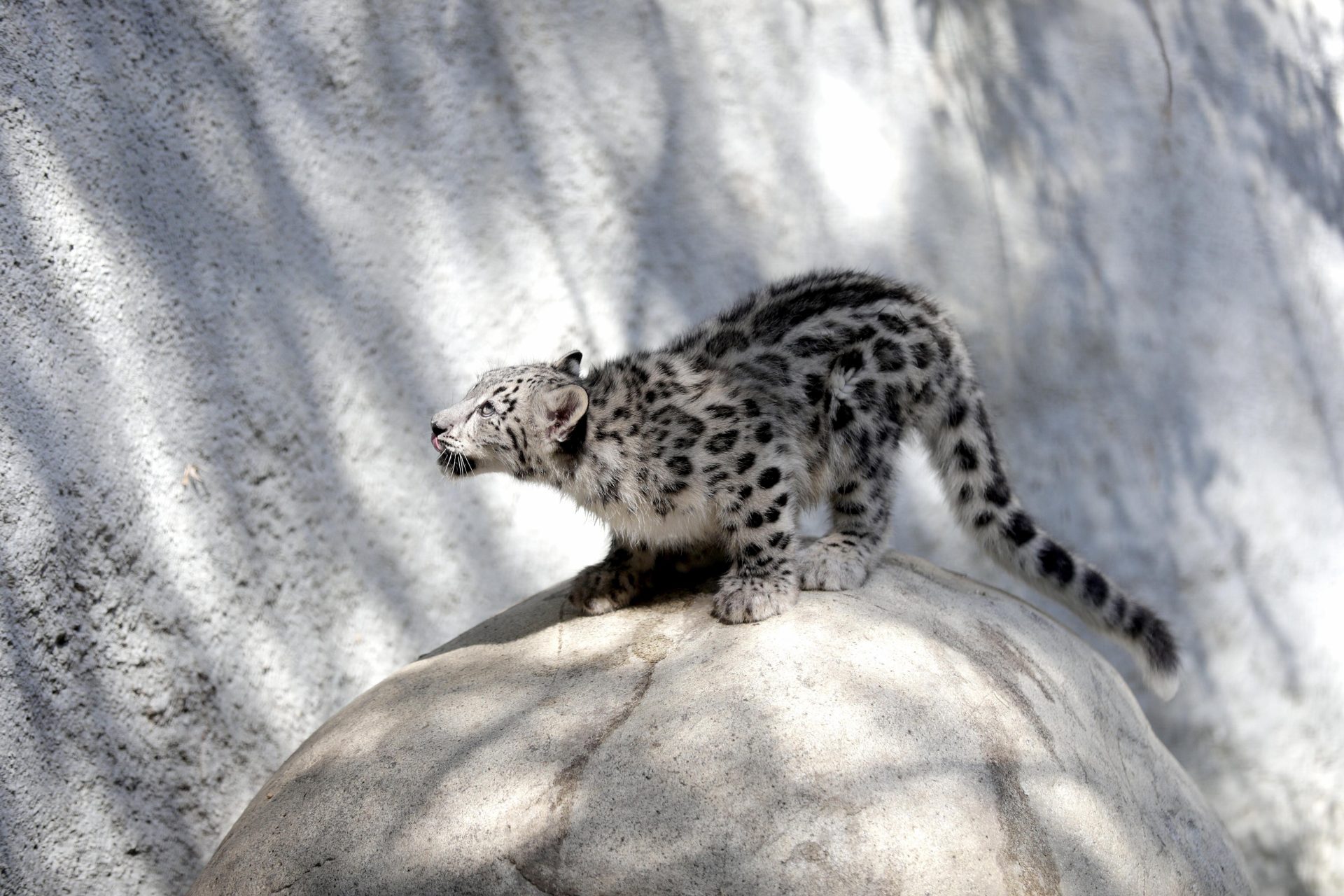 En la imagen de archivo, un cachorro de leopardo de las nieves. EFE/Mike Nelson