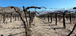 Viñas muertas en la zona de Los Andes, en la cuenca occidental del Aconcagua, una región especialmente afectada por la sequía que azota Chile. Fotografía facilitada por Dirk Kager / WSL. EFE