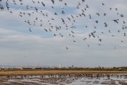 Un grupo de aves se alimenta en unos campos de la Albufera. EFEManuel Bruque