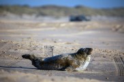 Un ejemplar de foca gris (Halichoerus grypus) se ha vuelto a ver en las playas del Parque Nacional de Doñana esta semana, tres años después del último avistamiento de esta especie en la zona. Según ha informado el Espacio Natural de Doñana (END), desde el mes de diciembre un ejemplar de foca gris está recorriendo la costa de Huelva y dejándose ver en diferentes playas del litoral onubense, y estos últimos días se ha avistado en la playa de Matalascañas y más recientemente en las playas del parque nacional. En esta ocasión, se trata de una hembra adulta que se encuentra en buen estado de salud y el equipo de Medio Marino de la Consejería de Medio Ambiente y del Espacio Natural de Doñana están realizando el monitoreo permanente del ejemplar, siguiendo sus desplazamientos.-EFE/Espacio Natural de Doñana