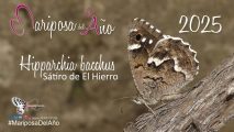 Hipparchia bacchus escogida como Mariposa del Año 2025. Imagen cedida por Asociación ZERYNTHIA