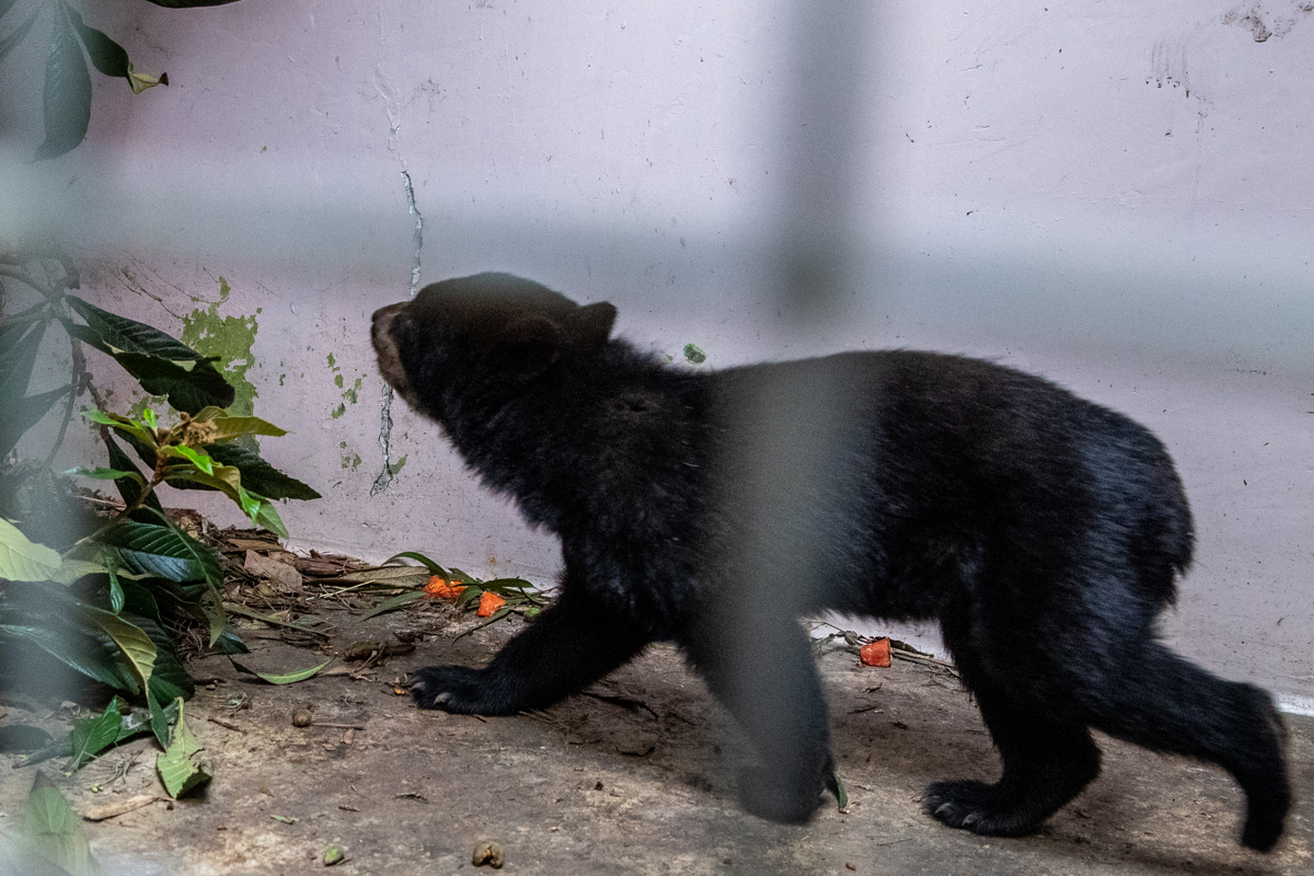 QUITO (ECUADOR), 19/02/2025.- Fotografía de un oso andino este martes, en el Zoológico de Quito (Ecuador). Abandonada en una vivienda y con una soga al cuello encontraron en agosto pasado a Sisa, una cría de oso andino que ahora está en el Zoológico de Quito (QuitoZoo), donde se busca padrinos para financiar la construcción de su nuevo hogar: un hábitat de 3.000 metros cuadrados, lo más parecido a su entorno natural, al que no podrá volver nunca más. EFE/ José Jácome