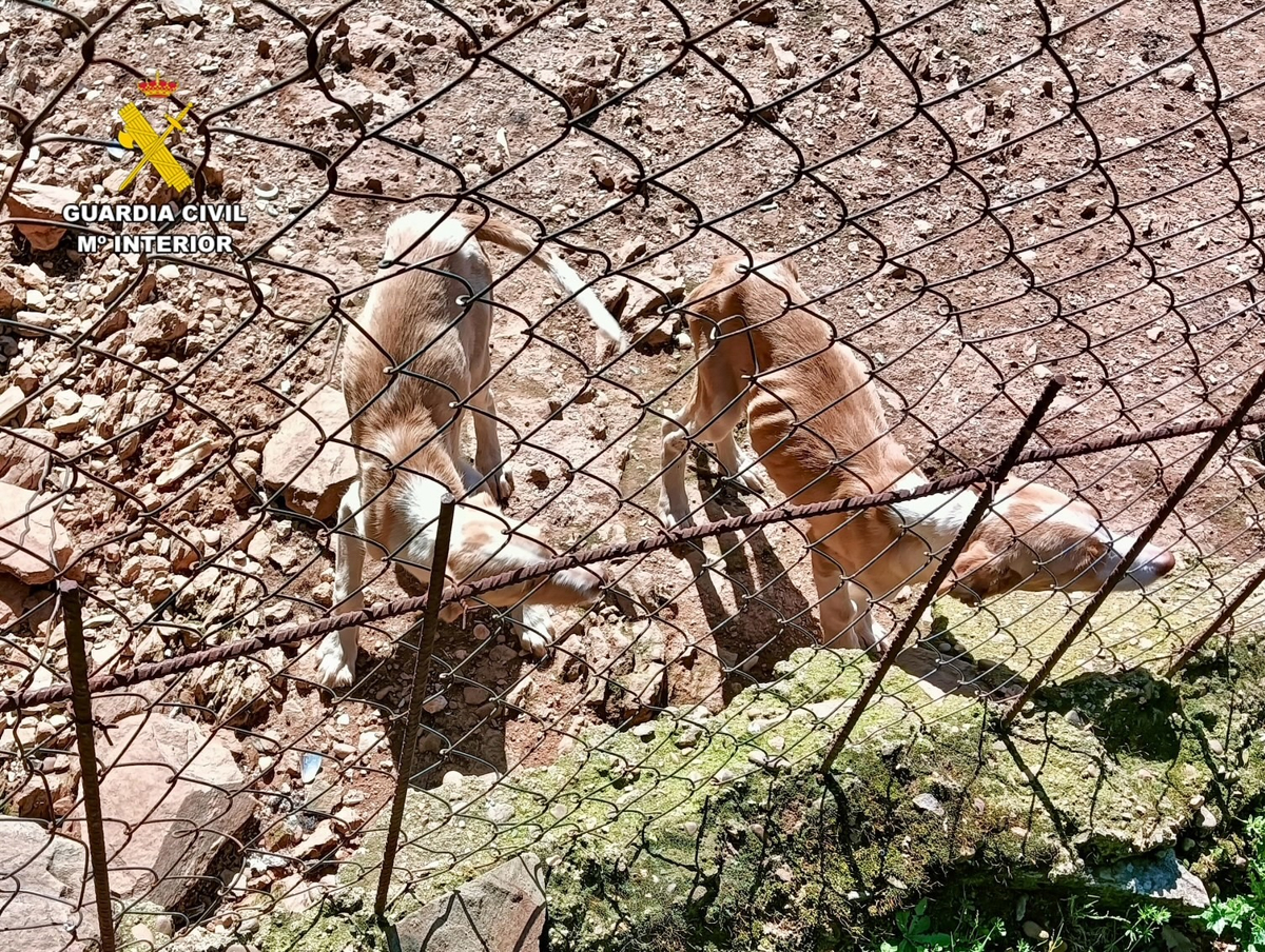CAÑAMERO (CÁCERES), 24/04/2025.- La Guardia Civil investiga a un hombre por un presunto delito de maltrato animal tras rescatar a 66 perros en grave estado de salud en una explotación ganadera situada en el término municipal de Cañamero (Cáceres). Los hechos ocurrieron a finales del pasado marzo, cuando agentes del Medio Natural alertaron a los agentes del Servicio de Protección de la Naturaleza (Seprona) del instituto armado de la localización de varios perros muertos en la finca. Tras el aviso, la Guardia Civil se personó en el lugar, donde constató la existencia de una explotación ganadera que albergaba animales bovinos, equinos, porcinos y un numeroso grupo de perros..-EFE/ Guardia Civil