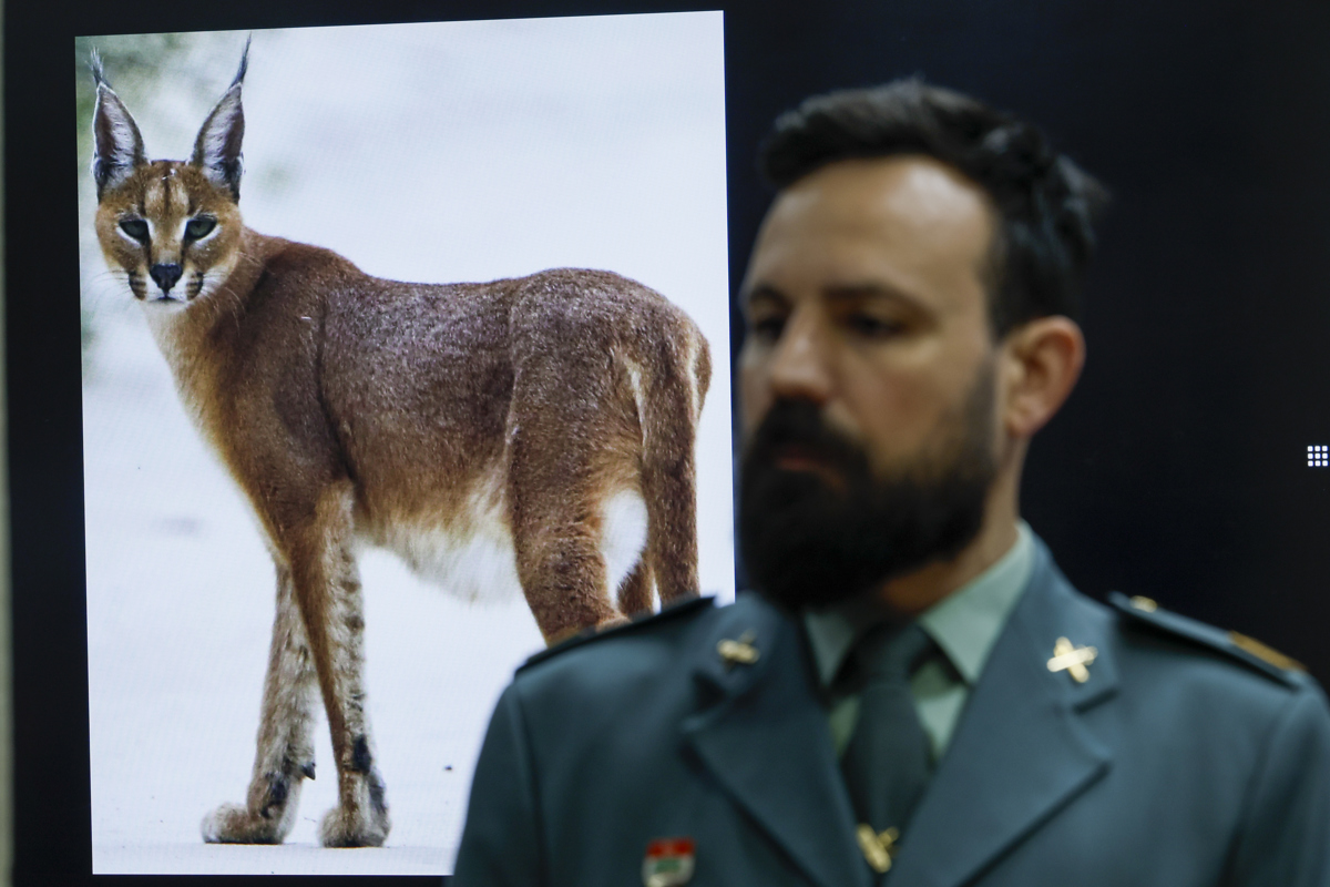 El sargento del equipo del Seprona, Federico Entrecanales, durante la rueda de prensa ofrecida este lunes para informar de la operación que ha permitido desarticular una organización criminal dedicada al contrabando a nivel internacional de animales protegidos. EFE/Biel Aliño