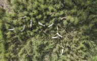 Fotografía del 22 de febrero de 2025 cedida por la Universidad Estatal del Sudoeste de Bahía de un rebaño de cabras en la isla de Santa Bárbara, a unos 70 kilómetros de la costa de Bahía (Brasil). Un grupo de científicos brasileños investiga a un rebaño de cabras de procedencia desconocida que ha logrado sobrevivir durante cerca de tres siglos sin agua dulce en una diminuta isla del noreste de Brasil. EFE/ Ronaldo Vasconcelos / Universidad Estatal del Sudoeste de Bahía /