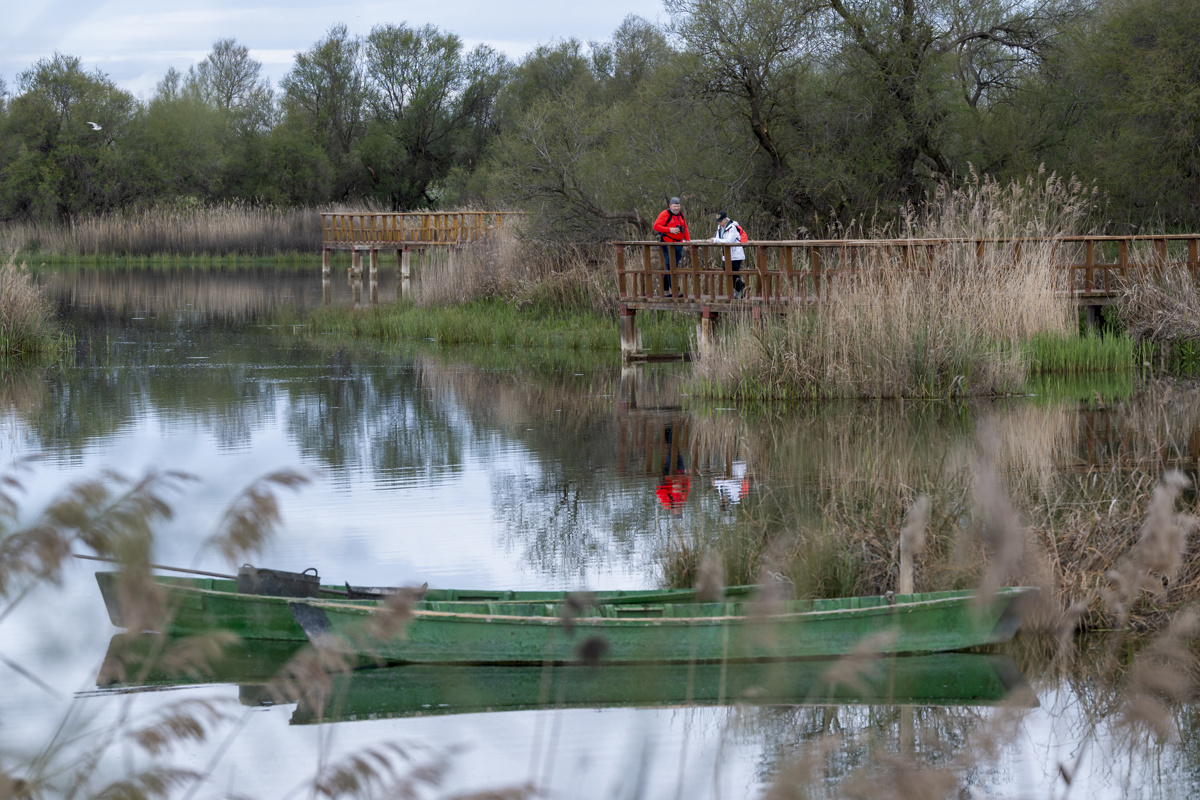 DAIMIEL (CIUDAD REAL) 15/04/2025.- El Parque Nacional de Las Tablas de Daimiel, en la provincia de Ciudad Real, se ha convertido en un auténtico edén para el turismo esta Semana Santa y estos días recibe a miles de visitantes que acuden a este espacio natural atraídos por la mejoría que ha experimentado el humedal manchego, que tras estar prácticamente seco el pasado mes de diciembre, ha visto cómo ahora vuelve a tener inundadas algo más de 1.000 hectáreas de su superficie, que dan cobijo a miles de aves acuáticas. EFE/Jesús Monroy