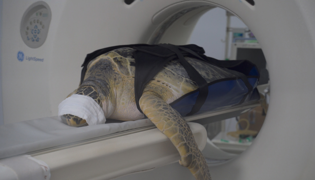 La tortuga verde "Yellow" de Sea Life Benalmádena, un ejemplar con más de 115 kilos de peso y 30 años de vida, ha sido sometida a un TAC para preservar su estado de salud y para ello se ha organizado un dispositivo con doce trabajadores especializados que han participado en su traslado a una clínica. EFE/ Sea Life Benalmádena