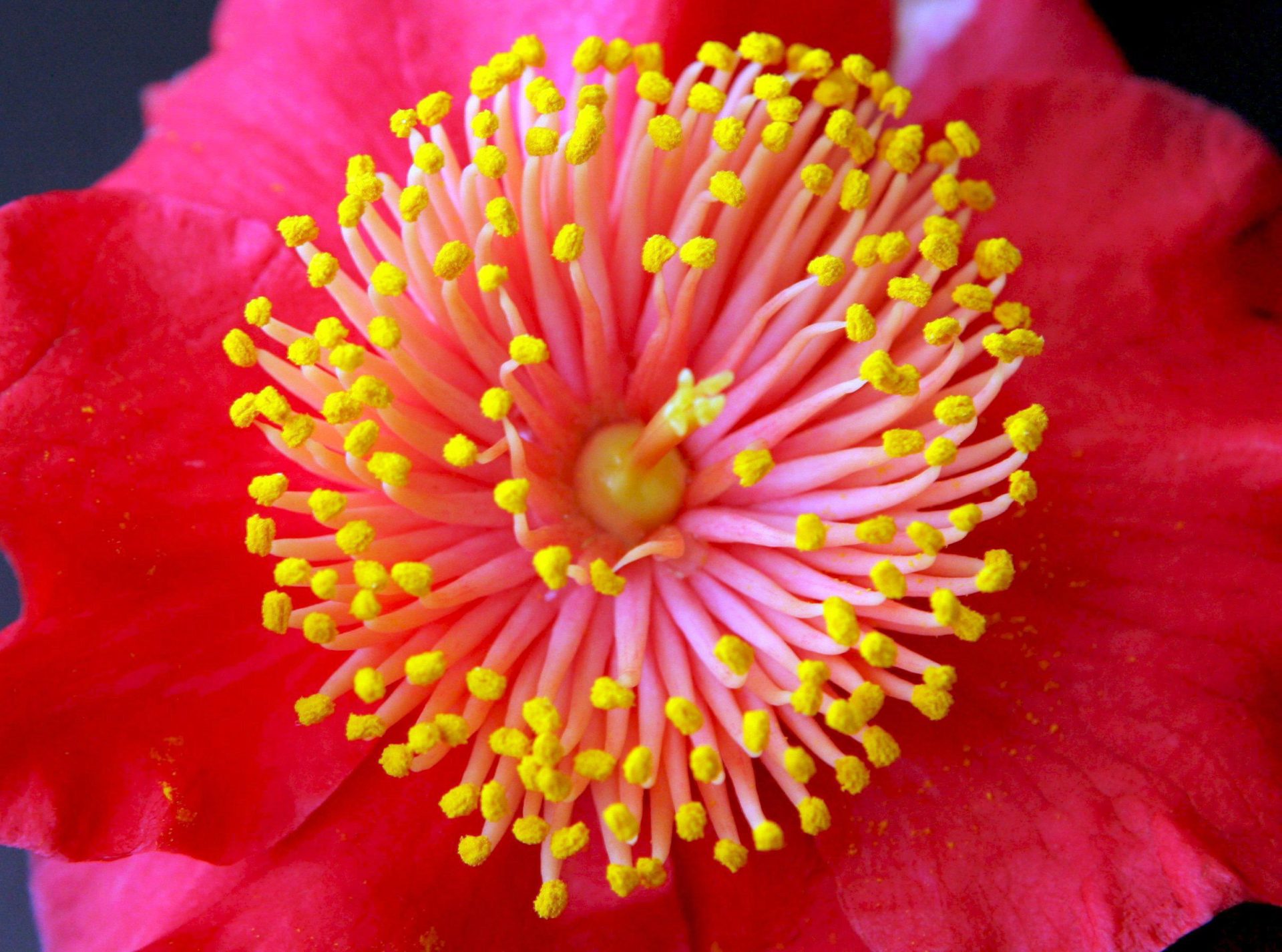 Una camelia "Higo" Archivo EFE/Matthias Hiekel