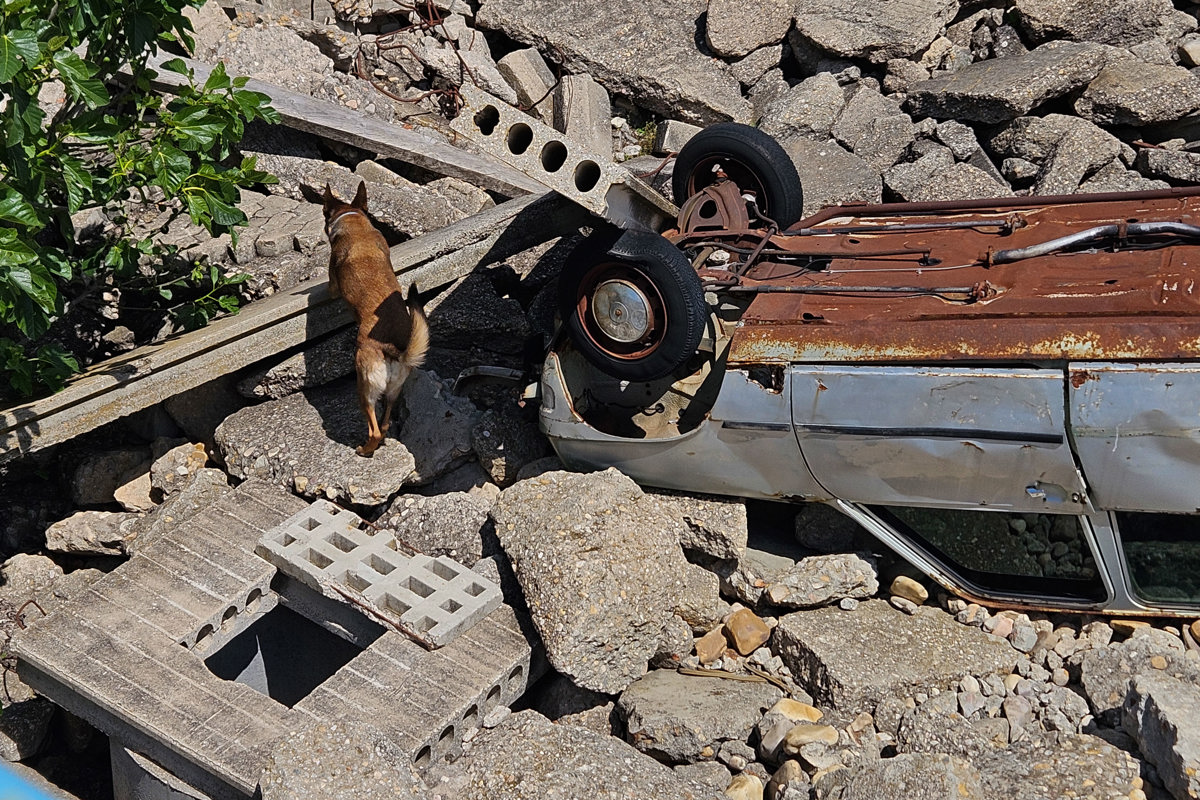 Distinguir el olor de una persona viva y una muerta, incluso de víctimas de distinta edad y procedencia, trabajar en la oscuridad y orientarse en un autobús volcado son algunas de las habilidades de los perros de rescate, cuya demanda crece tras episodios como la dana del pasado octubre. "Son una herramienta imprescindible sobre todo en el caso de estructuras colapsadas, deslizamientos del terreno y riadas", ha señalado la presidenta de la Escuela Española para Salvamento y Detección con Perros, Susana Izquierdo. EFE/ Nataila Arriaga