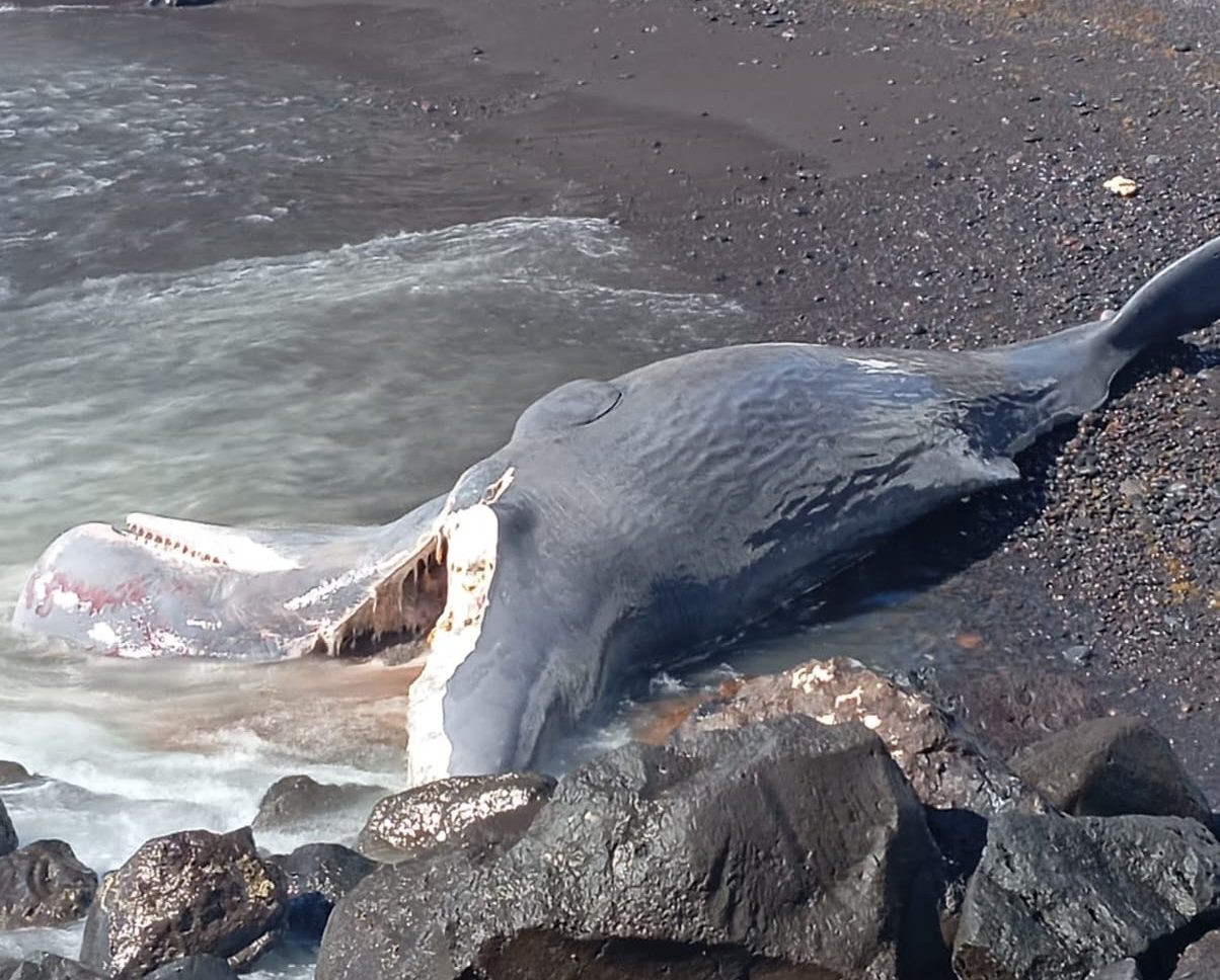 "Cedidas por Natacha Aguilar".