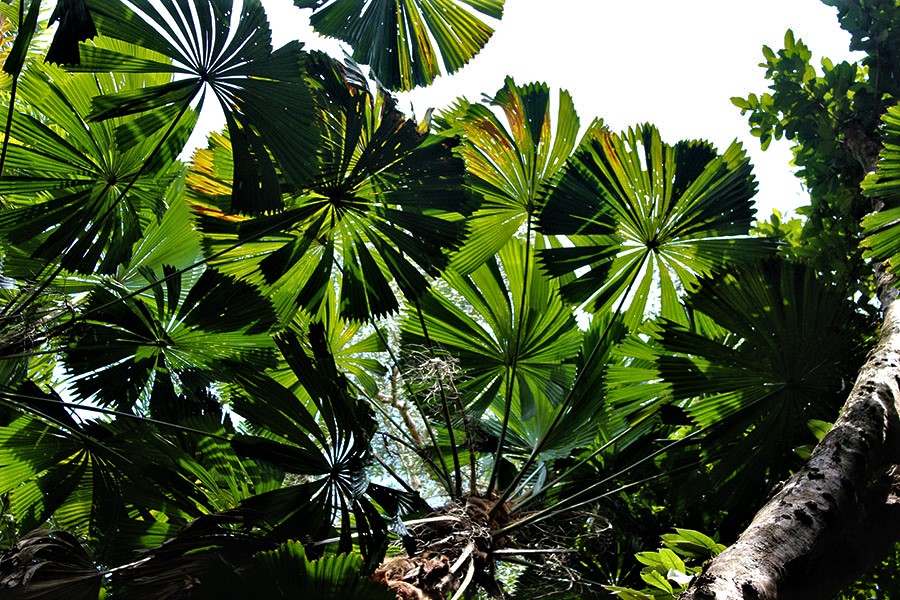 Daintree, Queensland, Australia. Fotografia de Arturo Crosby para su blog en EFEverde