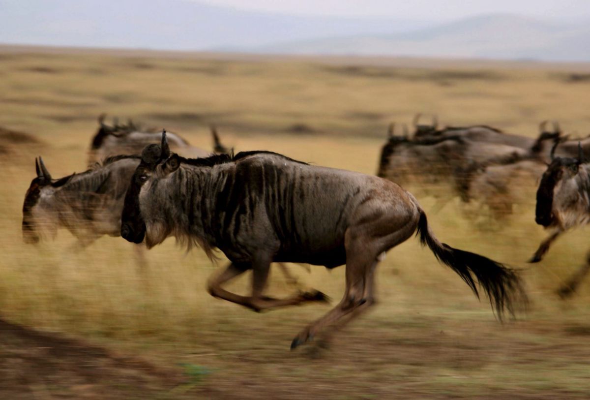 En la imagen de archivo, animales salvajes pasan por la reserva Masai Mara durante su migración anual. EFE/STEPHEN MORRISON/Archivo