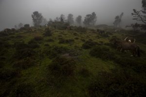 caballos salvajes