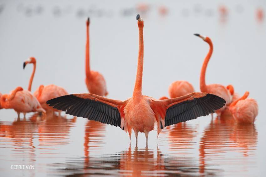 Fotograma de Flamingos, la vida después del meteorito