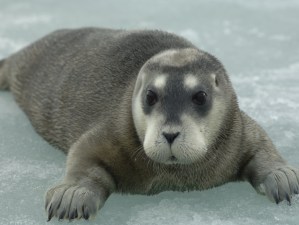 Ejemplar de foca barbuda (Erignathus barbatus). Fotografía facilitada por la Unión Internacional para la Conservación de la Naturaleza (UICN). Kit Kovacs.