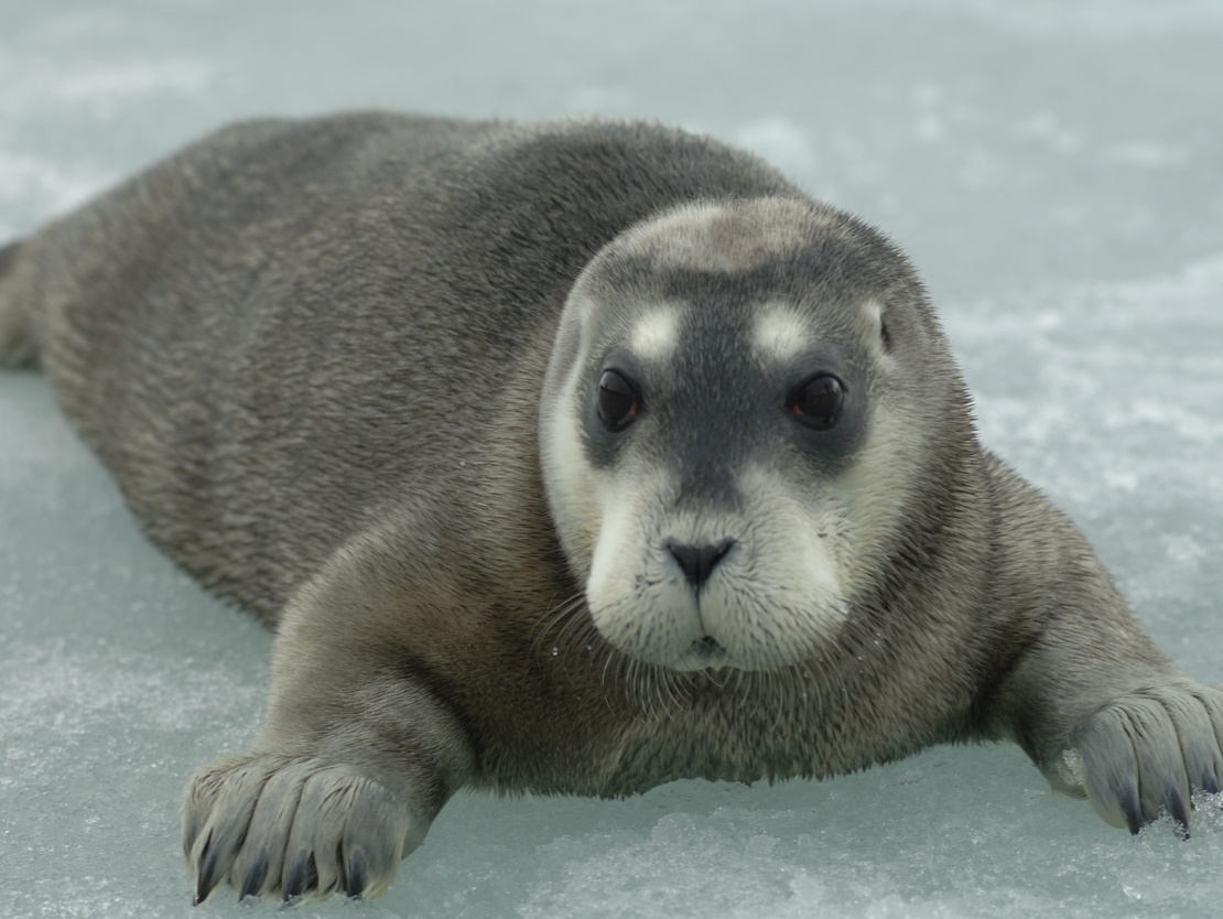 Ejemplar de foca barbuda (Erignathus barbatus). Fotografía facilitada por la Unión Internacional para la Conservación de la Naturaleza (UICN). Kit Kovacs.