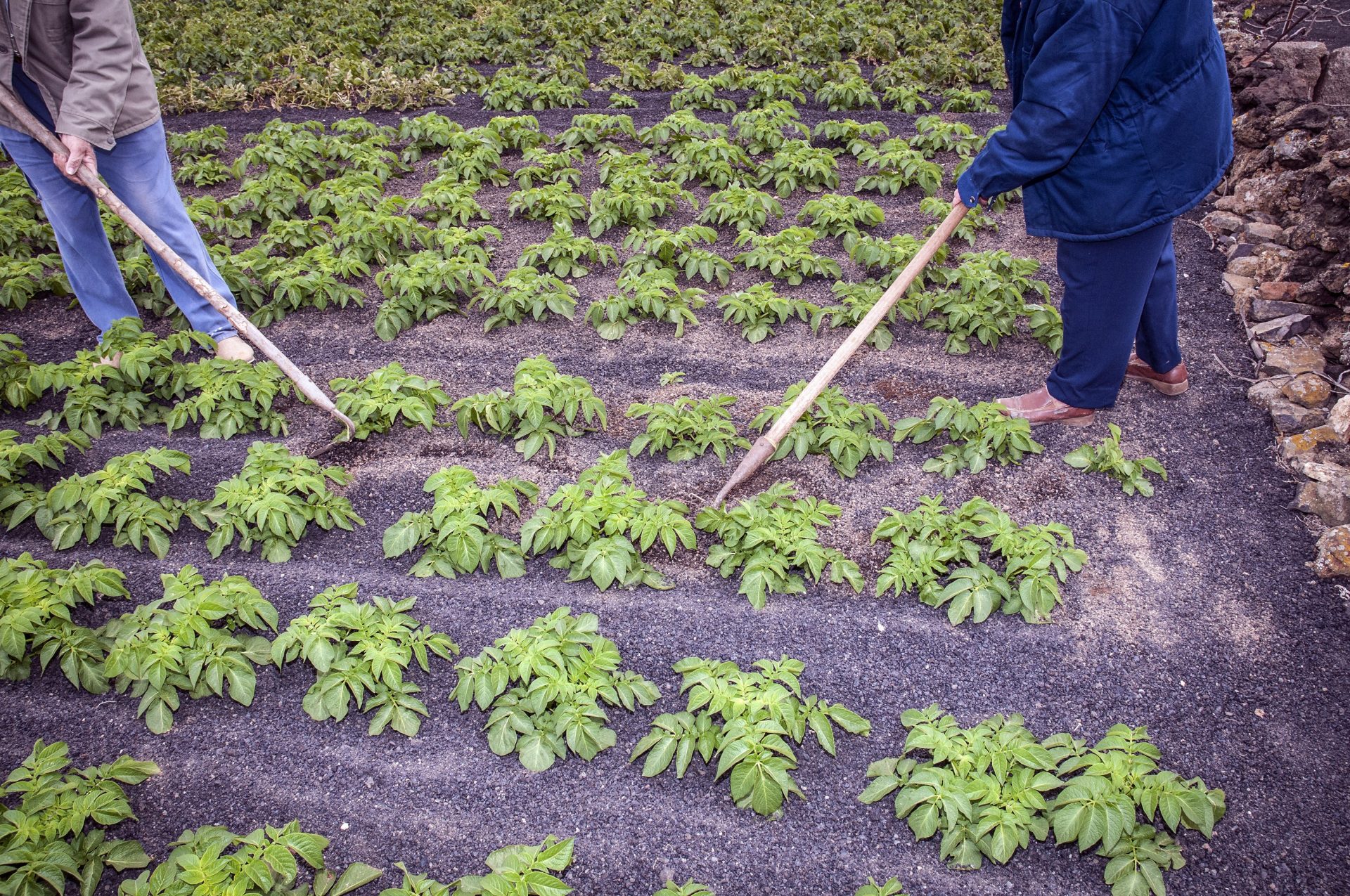 GRA181. LANZAROTE, 28/09/2017.- Cultivos de papas en enarenados de picón en Los Valles, Teguise. La erupción de Timanfaya cubrió de lava y cenizas el 23 % de Lanzarote entre 1730 y 1736, pero propició una revolución agrícola que permitió a una isla tan seca como el Sahara la exportación de sus cosechas y doblar su población en 40 años. EFE/JAVIER FUENTES