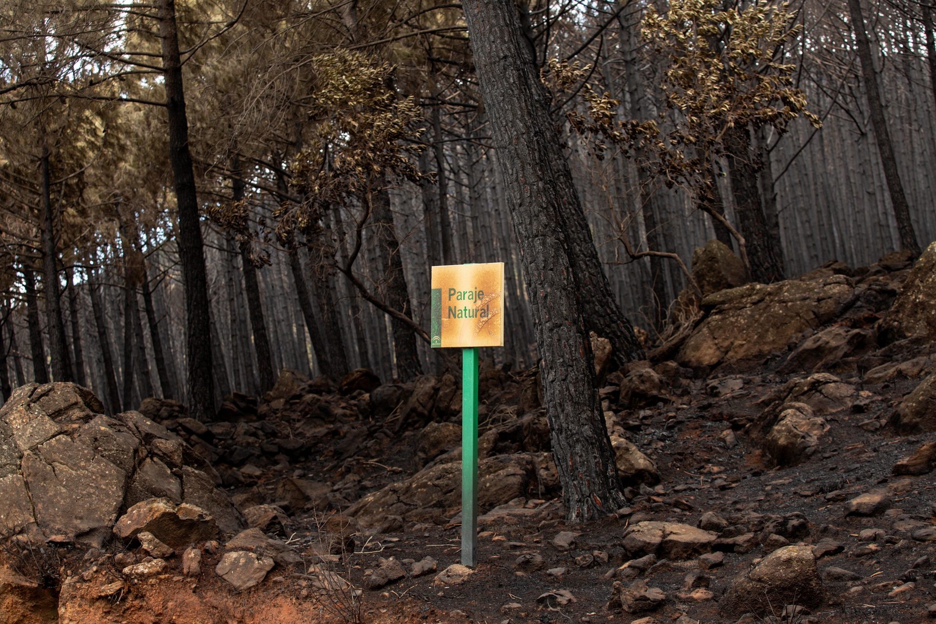 GRAFAND2168. ESTEPONA (MÁLAGA), 15/09/2021.- Zona de pinos quemados en el puerto de Las Peñas Blancas, Estepona (Málaga), hoy miércoles cuando un equipo de 200 personas trabajan para la extinción total del incendio forestal de Sierra Bermeja, unas labores que podrían prolongarse hasta la próxima semana. EFE/Daniel Pérez