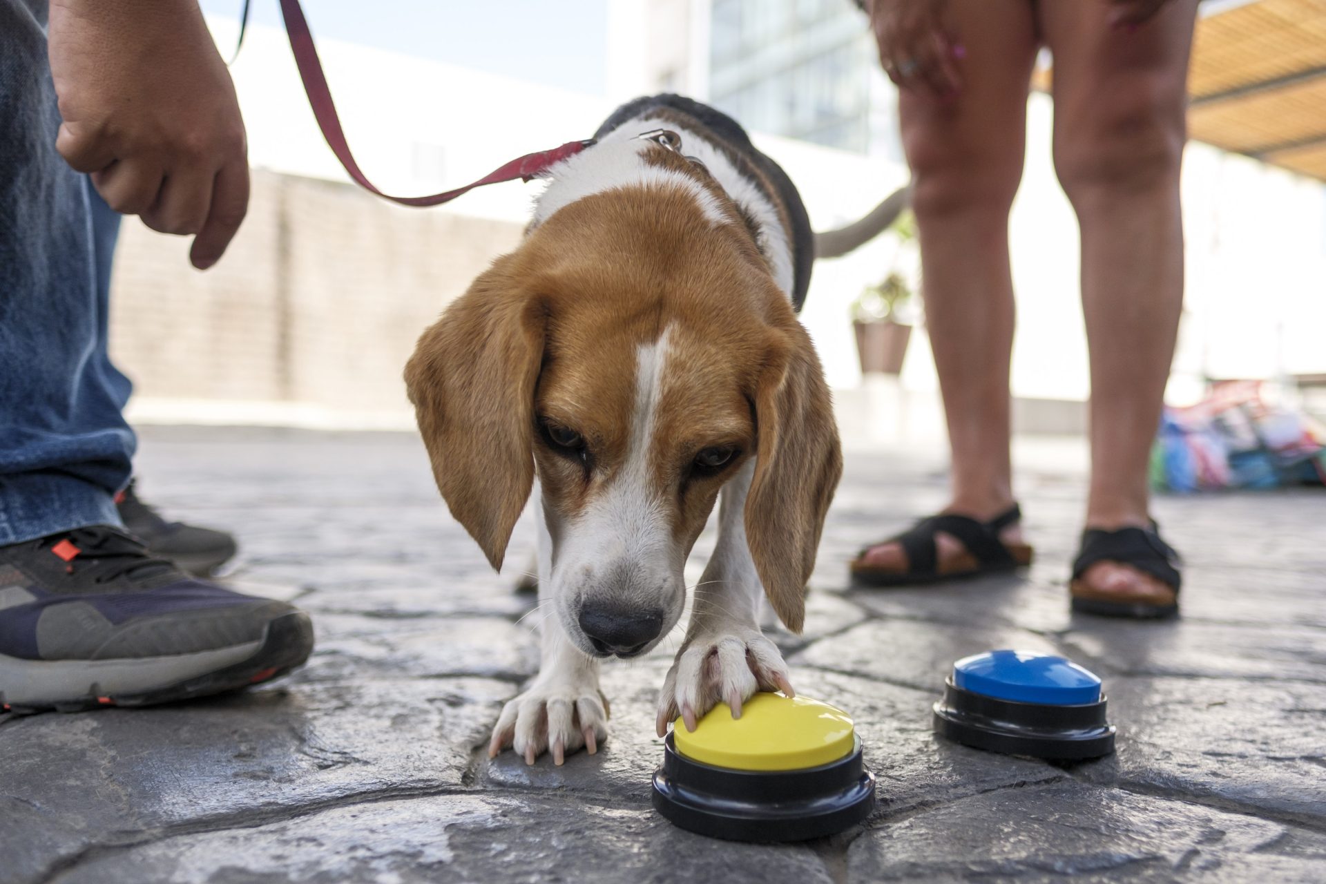 GRAFCAN2995. LAS PALMAS DE GRAN CANARIA (ESPAÑA), 21/07/2025.- La perra Trufa es una Beagle de 6 años, adiestrada desde que tenía tan solo tres meses por Alberto Piernavieja, adiestrador y técnico en intervención asistida con animales, para trabajar en un tipo de terapia que utiliza animales, una de las actividades que se desarrollan con personas con discapacidad en el centro de San Juan de Dios, en Las Palmas de Gran Canaria. EFE/Ángel Medina G.