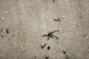 Un puñado de pellets de plástico fotografiados este martes en la arena de la Playa de Ber, en Pontedeume (A Coruña). Los pellets, pequeñas bolas de plástico, siguen apareciendo en las playas de Galicia cuando están a punto de cumplirse dos años desde el vertido del buque 'Toconao', que perdió su carga en diciembre de 2023 en aguas portuguesas. EFE/ Cabalar