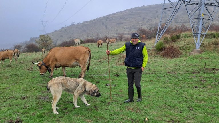Las vacas en León también se encargan de limpiar bajo los tendidos eléctricos