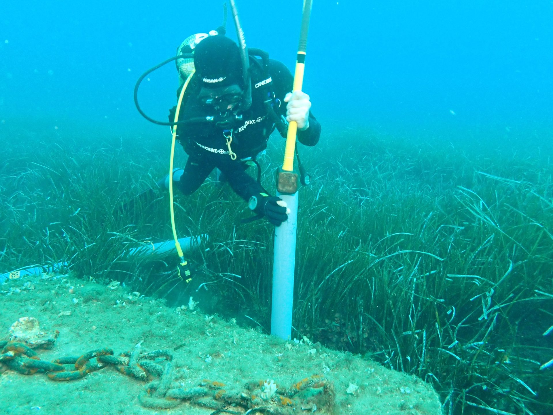 Un estudio liderado por el CSIC desarrolla el primer inventario mundial del carbono retenido por las praderas submarinas Investigador trabajando en las praderas. © CEAB-CSIC