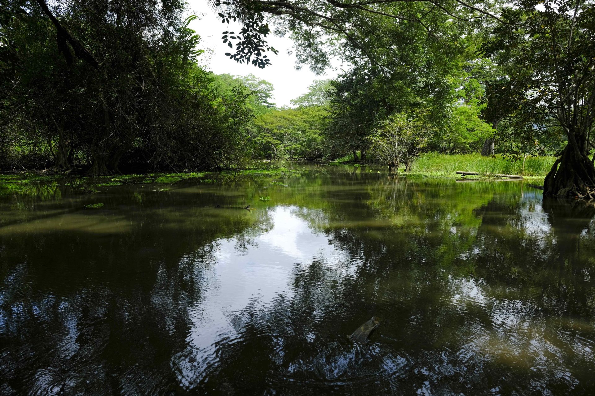 AME7601. SAN JOSÉ (COSTA RICA), 10/10/2019.- Vista de un manglar en los alrededores de la playa Guacalillo, unas de las mas contaminadas de Costa Rica. Conservar el 30 % del planeta para el año 2030 mediante soluciones basadas en la naturaleza, es la vía para adaptarse y enfrentar el cambio climático, revelaron este miércoles los expertos en el marco de la PreCOP25 que se realiza en Costa Rica. EFE/Jeffrey Arguedas[ARCHIVO]