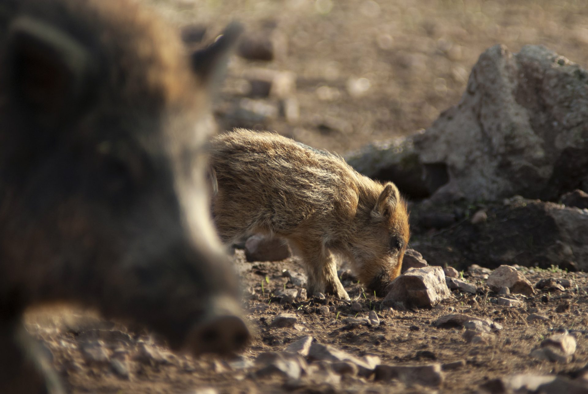 GRAF2048. ALMODÓVAR DEL CAMPO (CIUDAD REAL), 21/04/2023.- Un jabalí es visto este viernes en el Parque Natural Valle de Alcudia y Sierra Madrona. La sequía y las altas temperaturas, anómalas para esta época del año, están suponiendo una grave amenaza para la fauna silvestre de todo el país, que se encuentra además en un momento muy sensible para su supervivencia, la época de cría. EFE/Jesús Monroy